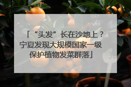 “头发”长在沙地上？宁夏发现大规模国家一级保护植物发菜群落
