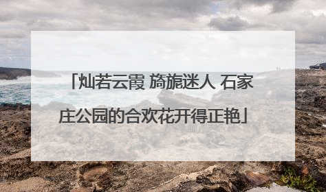 灿若云霞 旖旎迷人 石家庄公园的合欢花开得正艳