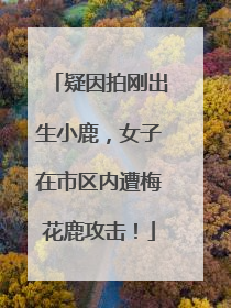 疑因拍刚出生小鹿，女子在市区内遭梅花鹿攻击！