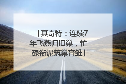 真奇特：连续7年飞燕归旧巢，忙碌衔泥筑巢育雏