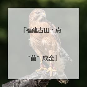 福建古田：点“菌”成金