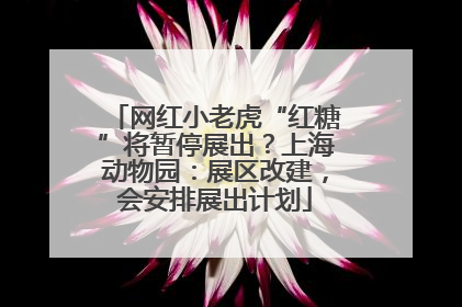 网红小老虎“红糖”将暂停展出？上海动物园：展区改建，会安排展出计划