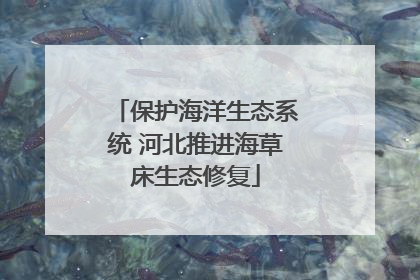 保护海洋生态系统 河北推进海草床生态修复