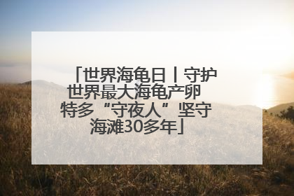 世界海龟日丨守护世界最大海龟产卵 特多“守夜人”坚守海滩30多年