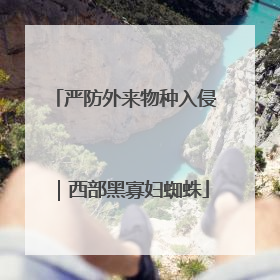 严防外来物种入侵｜西部黑寡妇蜘蛛
