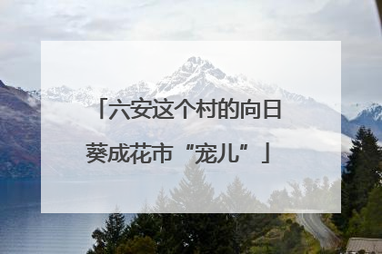 六安这个村的向日葵成花市“宠儿”