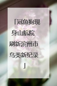 冠鱼狗现身山航院 刷新滨州市鸟类新纪录