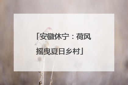 安徽休宁：荷风摇曳夏日乡村