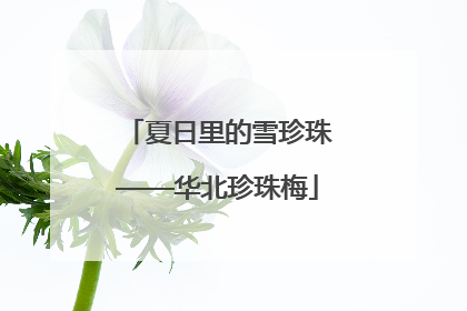 夏日里的雪珍珠——华北珍珠梅