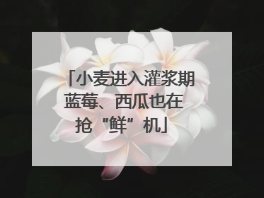 小麦进入灌浆期 蓝莓、西瓜也在抢“鲜”机
