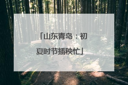 山东青岛：初夏时节插秧忙