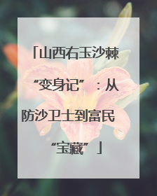 山西右玉沙棘“变身记”：从防沙卫士到富民“宝藏”