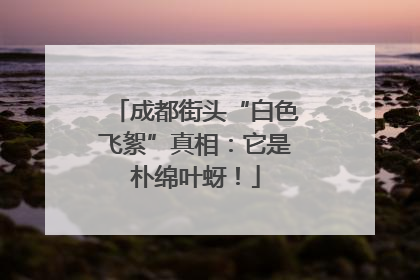 成都街头“白色飞絮”真相：它是朴绵叶蚜！