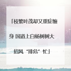 枝繁叶茂却又重症缠身 国道上白杨树树大招风“排危”忙