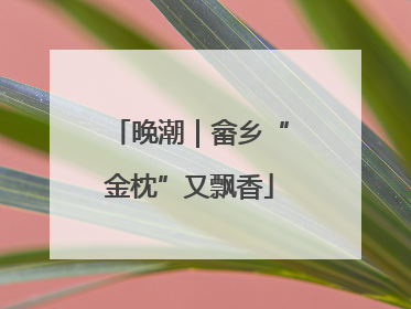 晚潮｜畲乡“金枕”又飘香