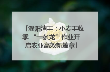 濮阳清丰：小麦丰收季 “一条龙”作业开启农业高效新篇章