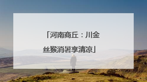 河南商丘：川金丝猴消暑享清凉