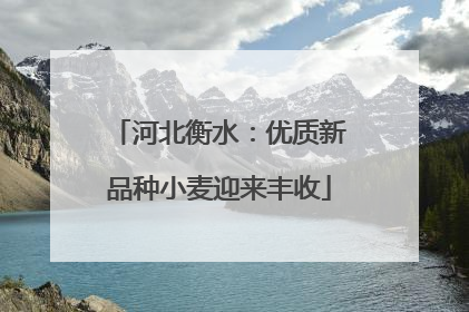 河北衡水：优质新品种小麦迎来丰收