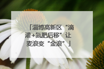 淄博高新区“滴灌+氮肥后移”让麦浪变“金浪”