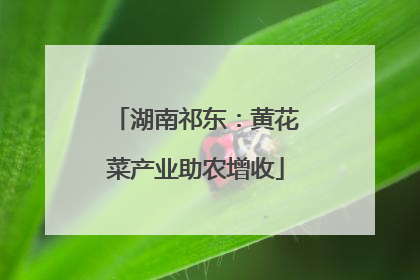 湖南祁东：黄花菜产业助农增收