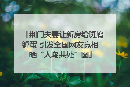 荆门夫妻让新房给斑鸠孵蛋 引发全国网友竞相晒“人鸟共处”图
