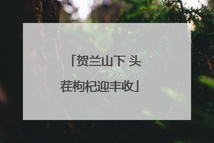 贺兰山下 头茬枸杞迎丰收