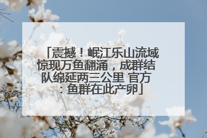 震撼！岷江乐山流域惊现万鱼翻涌，成群结队绵延两三公里 官方：鱼群在此产卵